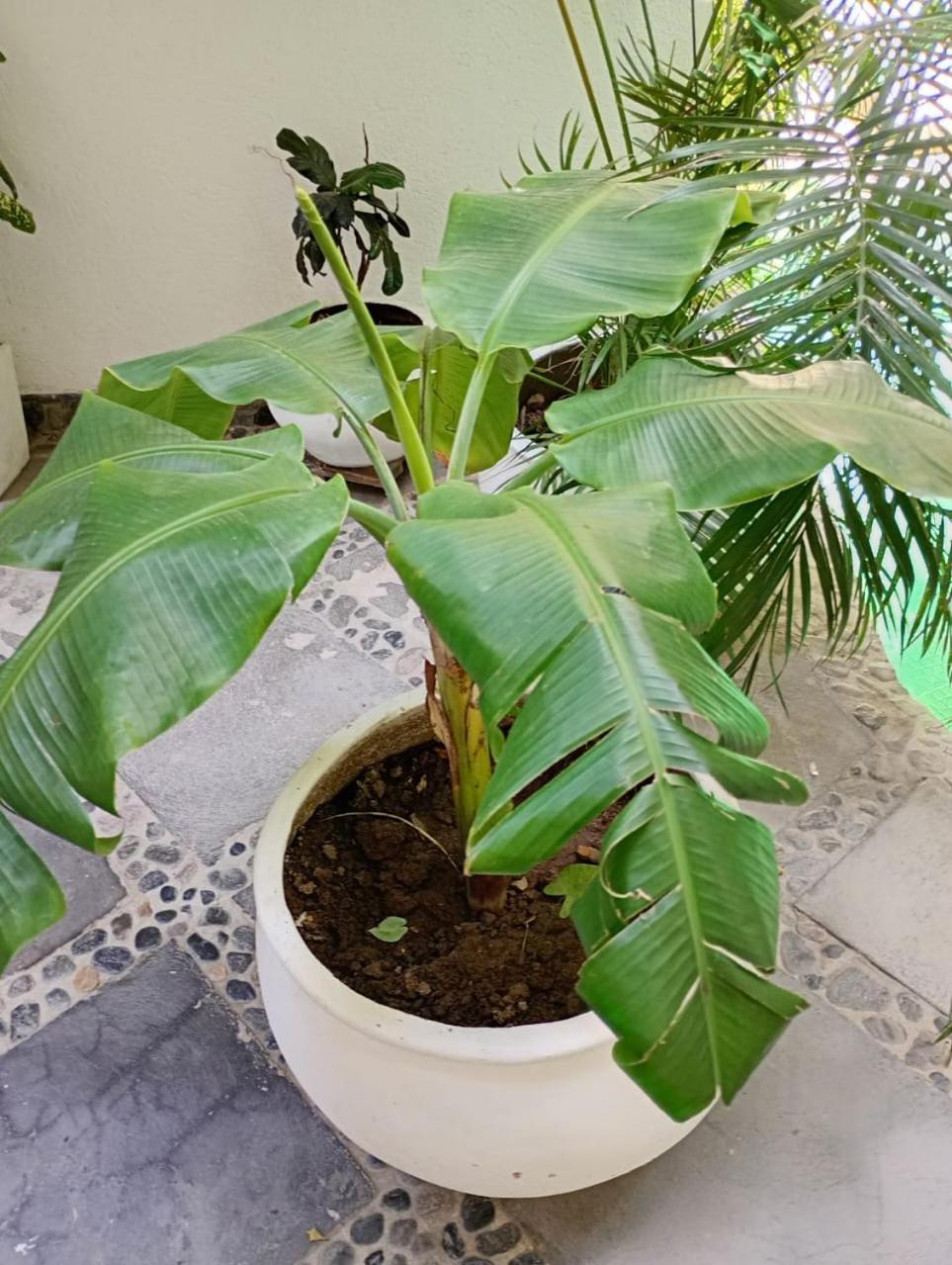 Casa Verde Hotel Santa Marta  Kültér fotó